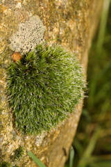 Grimmia pulvinata