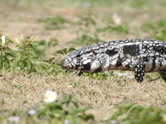 Salvator merianae merianae