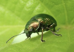 Colasposoma