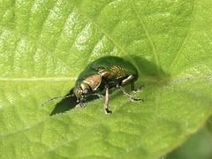 Colasposoma