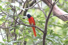 Pericrocotus speciosus