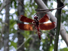 Neurothemis terminata