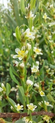 Polygonum maritimum