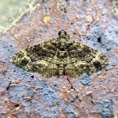 Eucymatoge peplodes