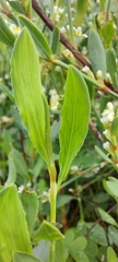 Polygonum maritimum