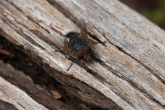 Calliphora stygia