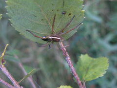 Dolomedes