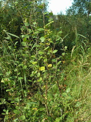 Betula humilis