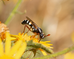 Mitrodetus dentitarsis