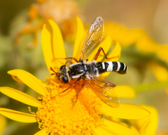 Mitrodetus dentitarsis