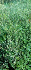Polygonum maritimum