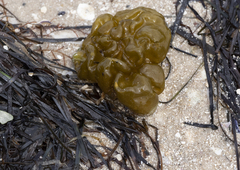 Ectocarpales