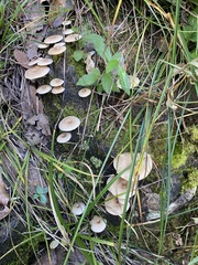 Fungi
