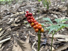 Amorphophallus