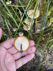 Fungi