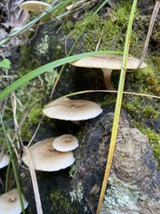 Fungi