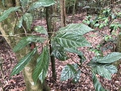 Meliosma callicarpifolia