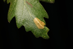 Phyllonorycter messaniella