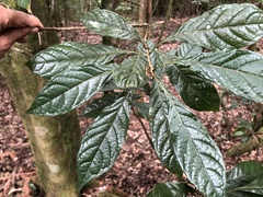 Meliosma callicarpifolia