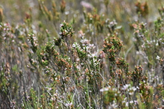 Erica perspicua