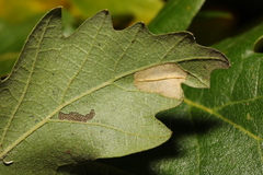 Phyllonorycter messaniella
