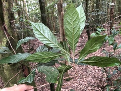 Meliosma callicarpifolia