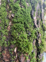 Syntrichia papillosa