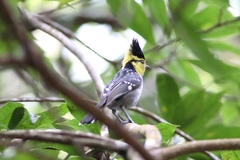 Machlolophus spilonotus