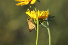Hylephila phyleus phyleus