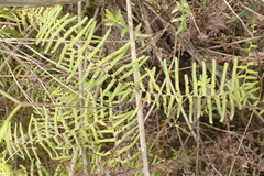 Gleichenia polypodioides
