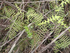 Gleichenia polypodioides