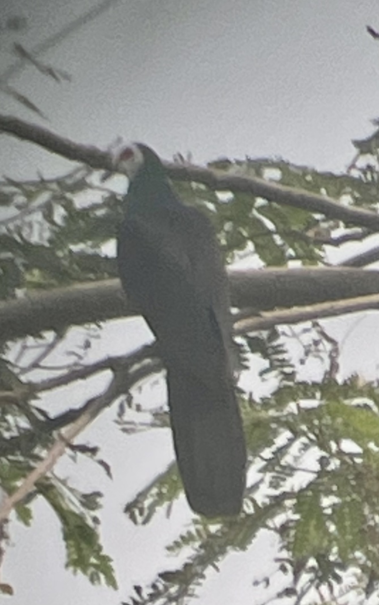 White-faced Cuckoo-Dove (Turacoena manadensis), photo 4