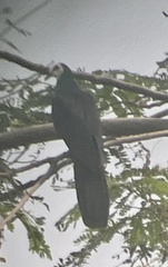 Turacoena manadensis