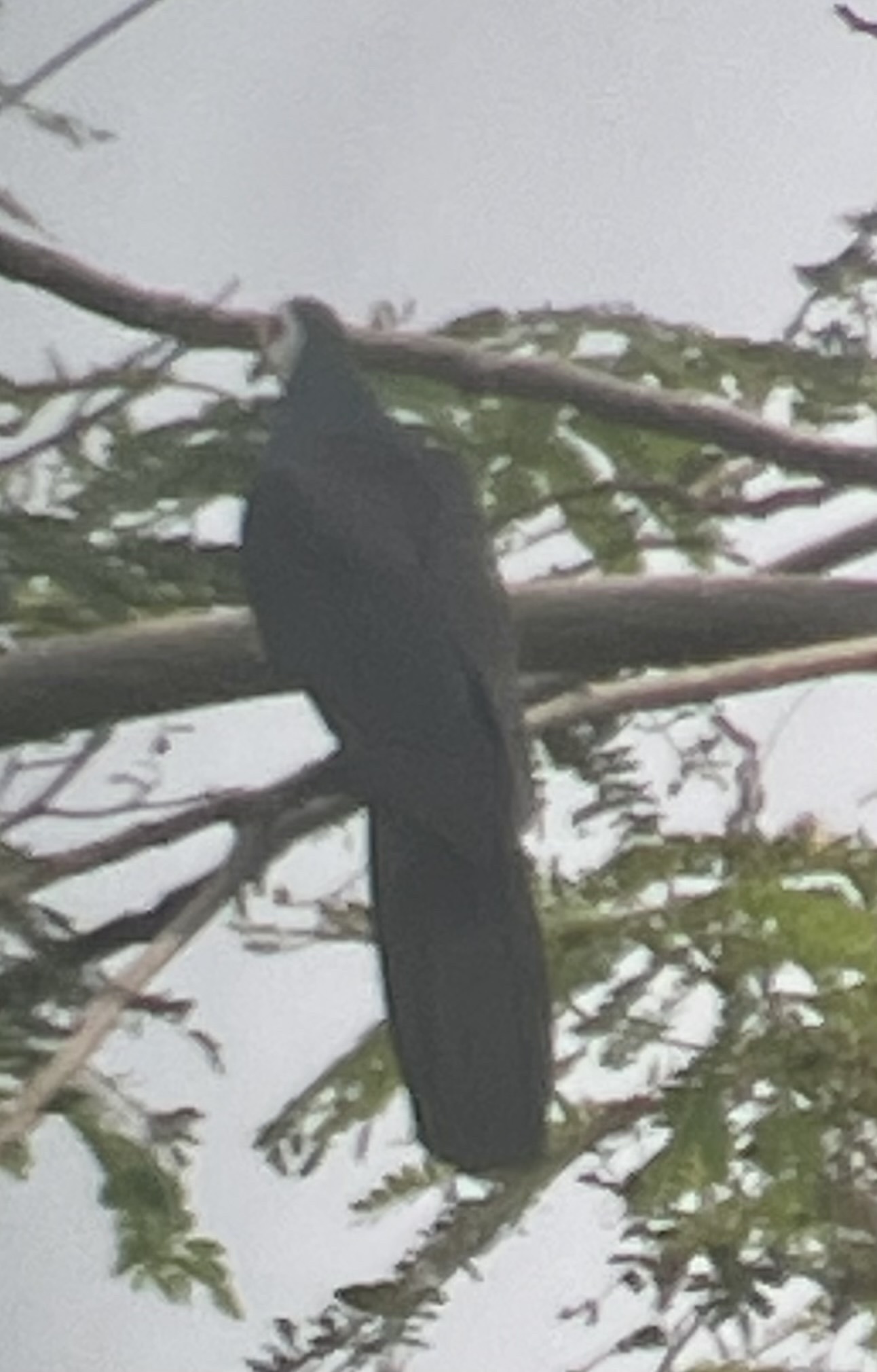 White-faced Cuckoo-Dove (Turacoena manadensis), photo 5