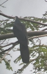 Turacoena manadensis