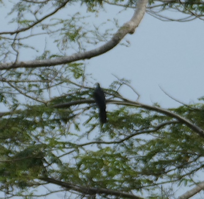 White-faced Cuckoo-Dove (Turacoena manadensis), photo 6