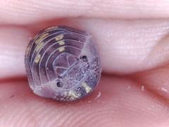 Armadillidium granulatum