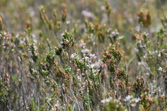 Erica perspicua