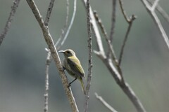 Nectarinia famosa famosa