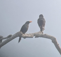 Scissirostrum dubium