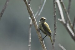 Nectarinia famosa famosa