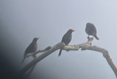 Scissirostrum dubium