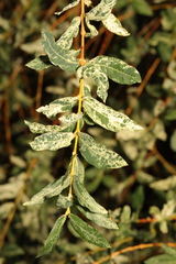 Salix integra