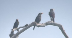 Scissirostrum dubium