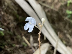 Didymoplexis pallens