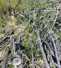 Pelargonium englerianum