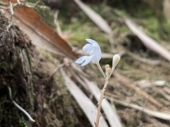 Didymoplexis pallens