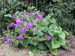 Pericallis × hybrida