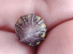 Armadillidium granulatum