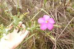 Chironia melampyrifolia